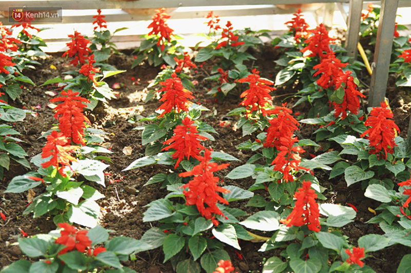 Hình ảnh xấu xí tại lễ hội hoa hồng Bulgaria: Người dân trèo rào, kéo hoa bất chấp để chụp ảnh